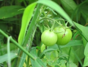 unripe tomatoes thumbnail