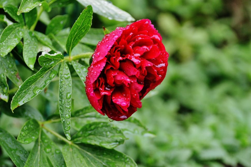 red peony preview