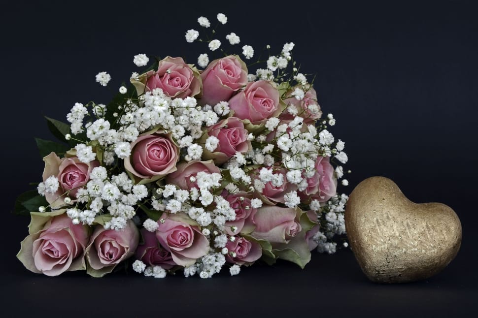 Rose Flower, Roses, Pink, White, Flowers, studio shot, black background preview