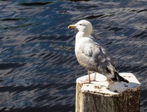 seagull bird thumbnail