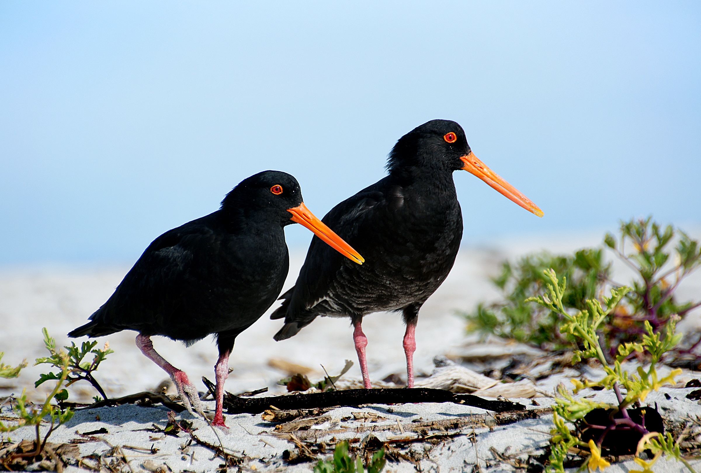 A pair of Variable oystercatchers