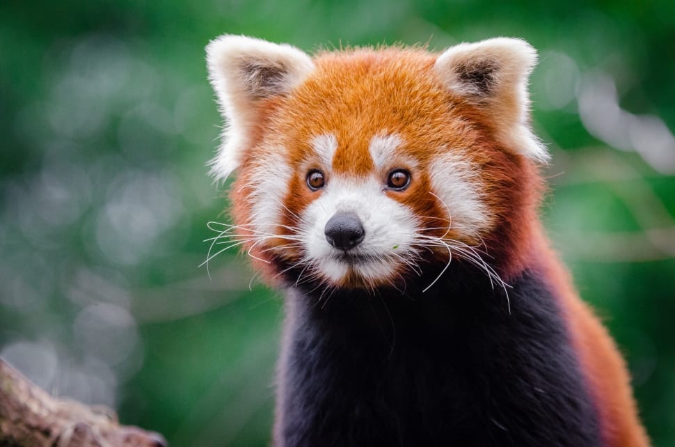 Red Panda Portrait preview