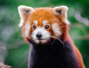 Red Panda Portrait thumbnail