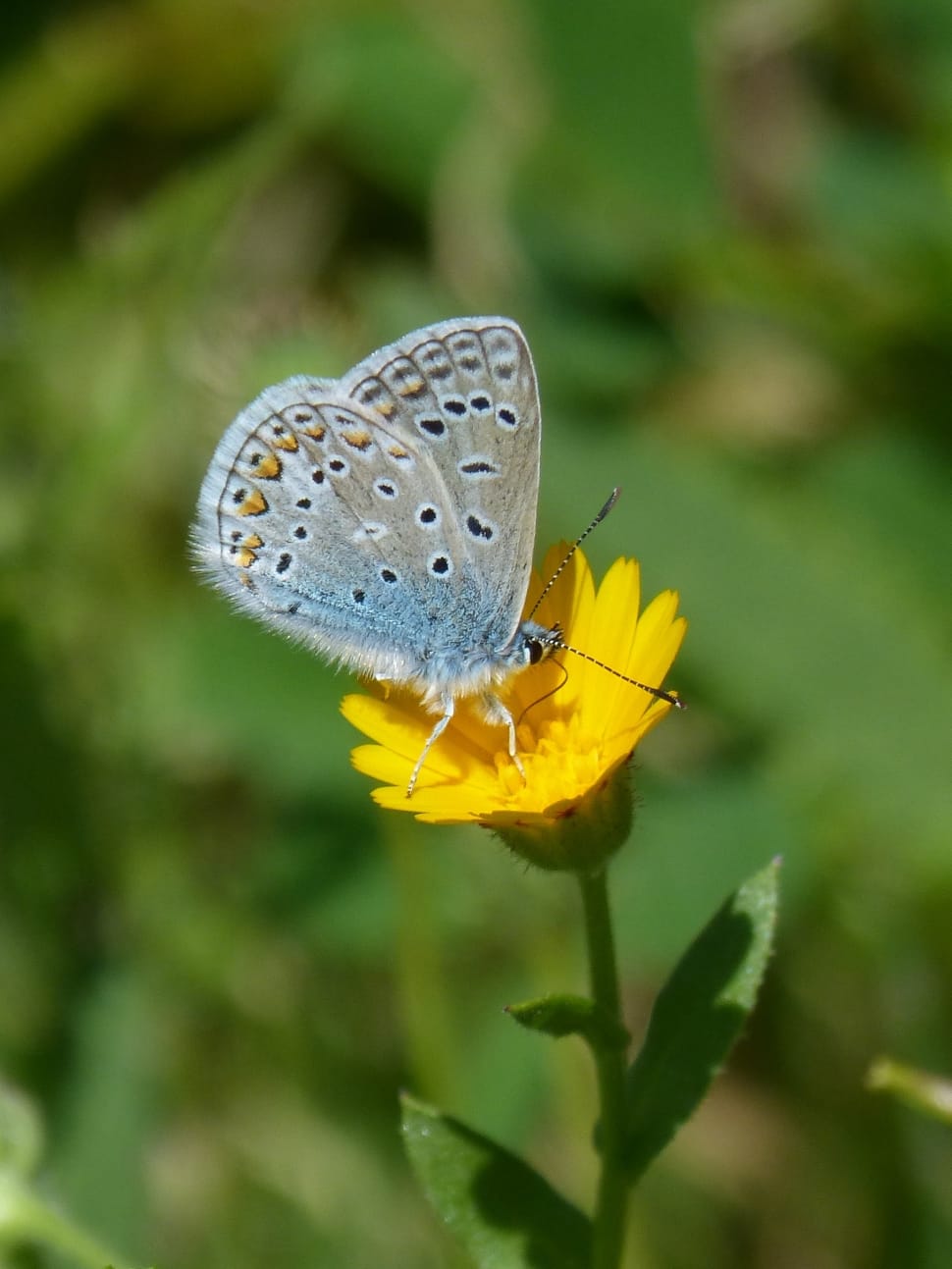 Blue Butterfly, Polyommatus Icarus, insect, one animal preview