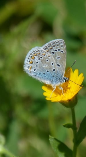 Blue Butterfly, Polyommatus Icarus, insect, one animal thumbnail