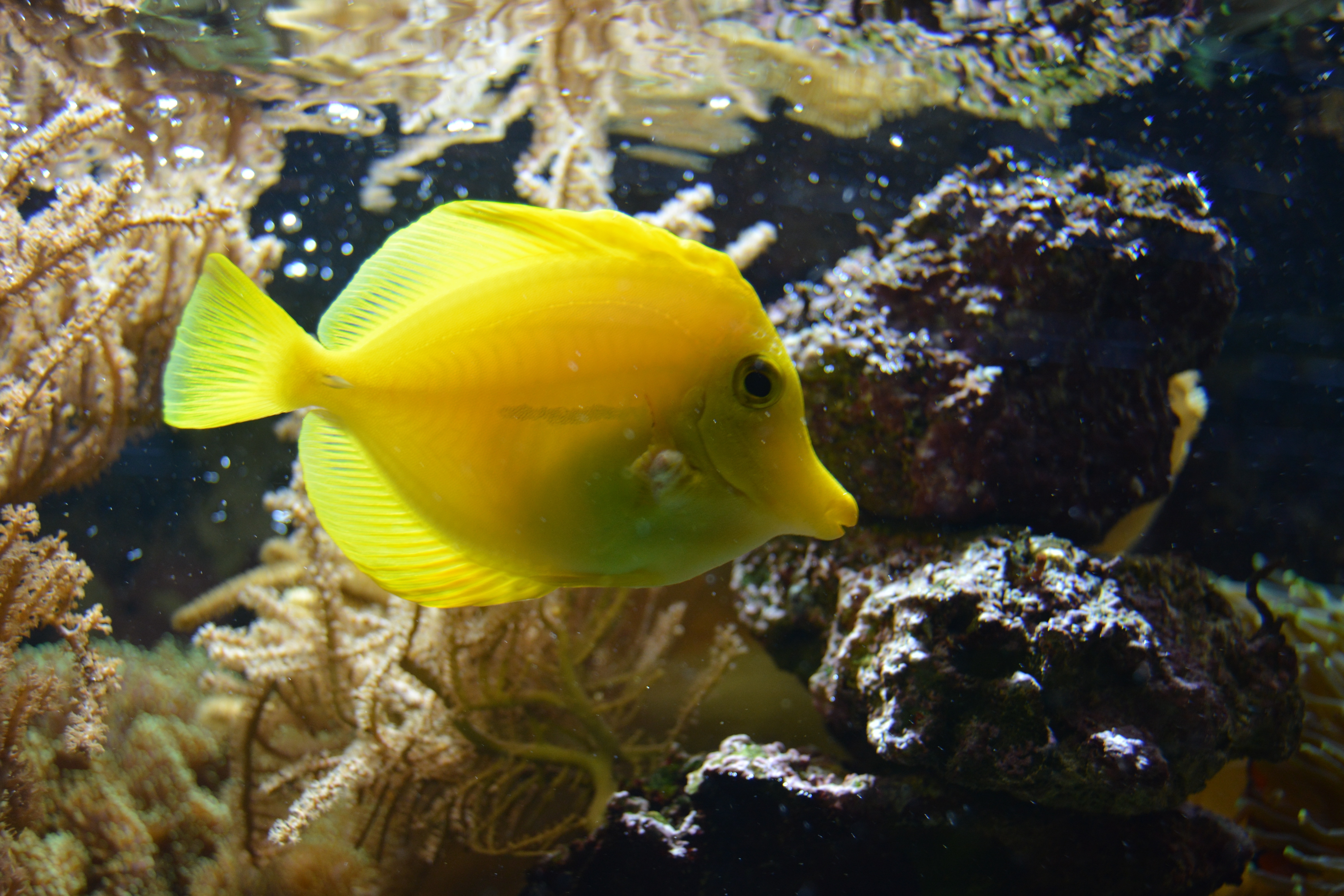 yellow flat small fish