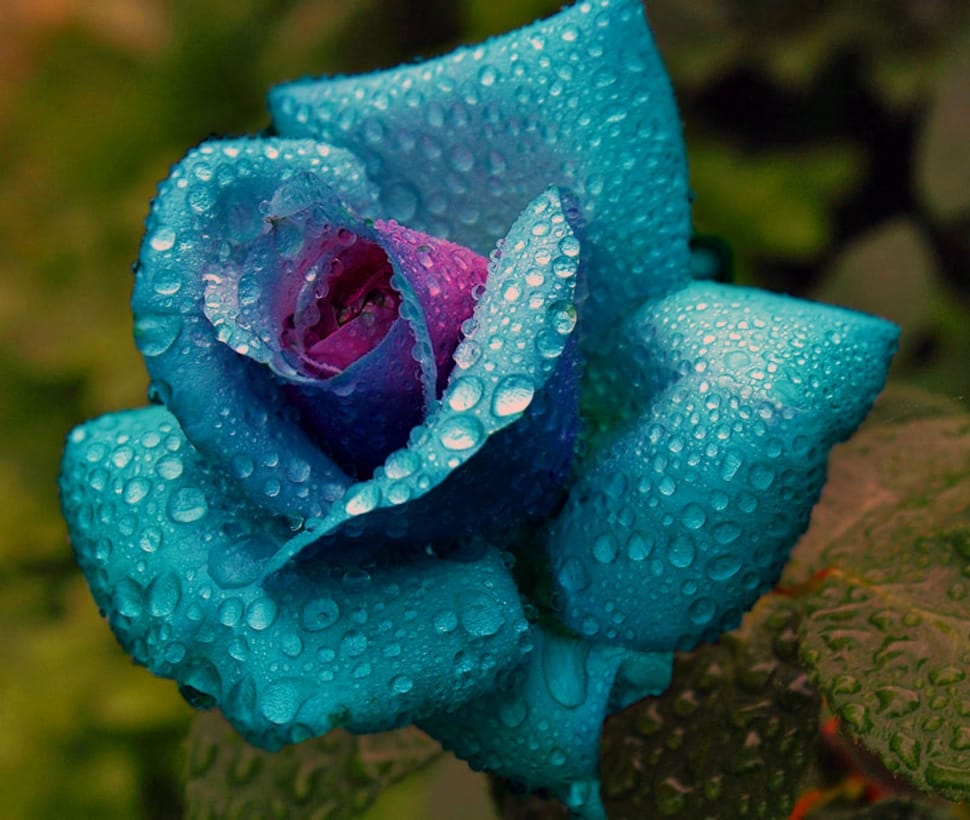 Blue Rose Free Image Peakpx