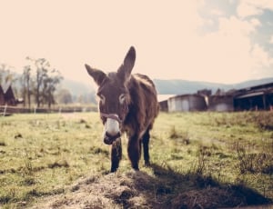brown donkey on grass under daylight thumbnail