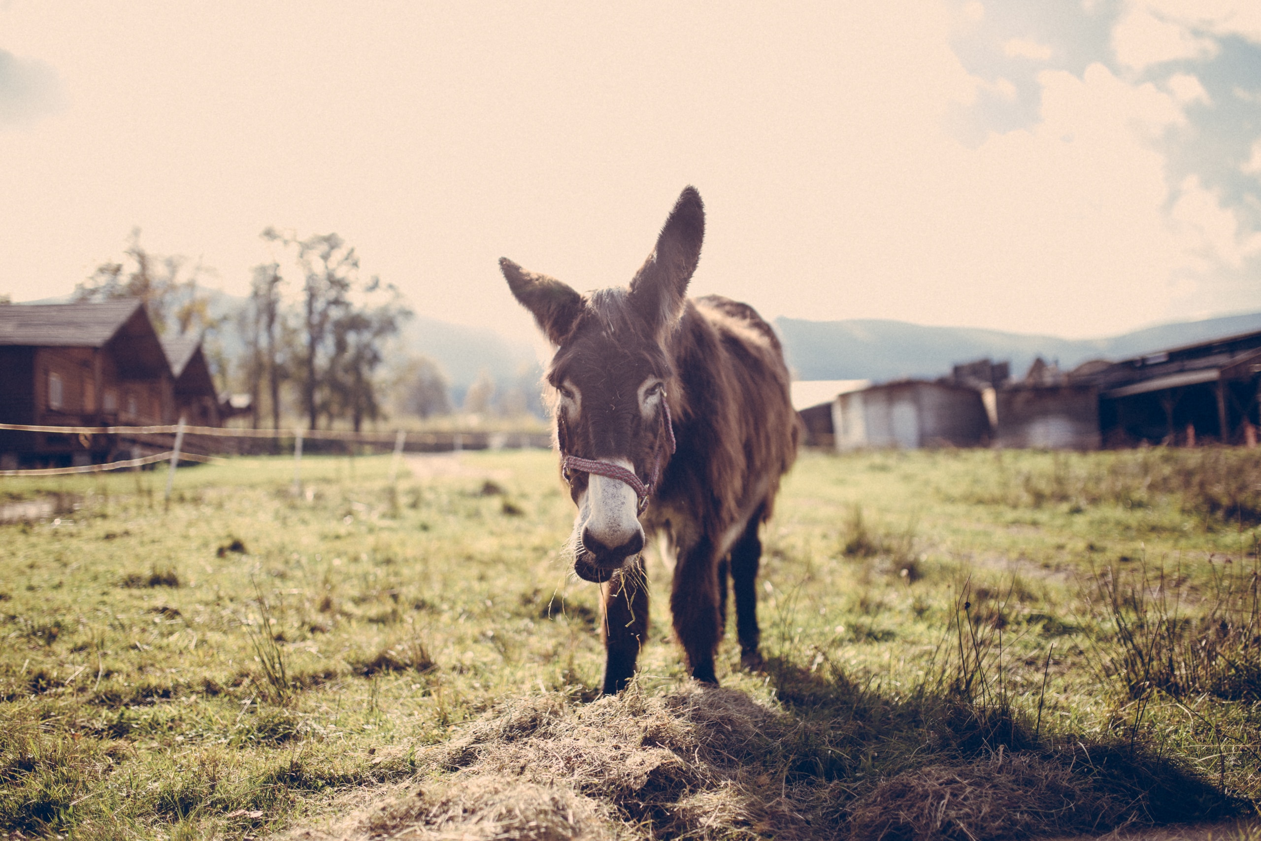 brown donkey on grass under daylight