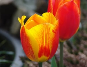 red and white tulips thumbnail