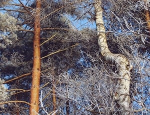 brown and grey tree trunks thumbnail