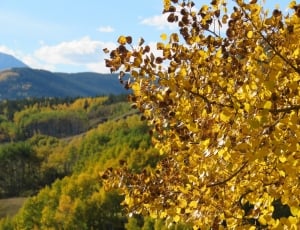 yellow leaves near green mountain thumbnail