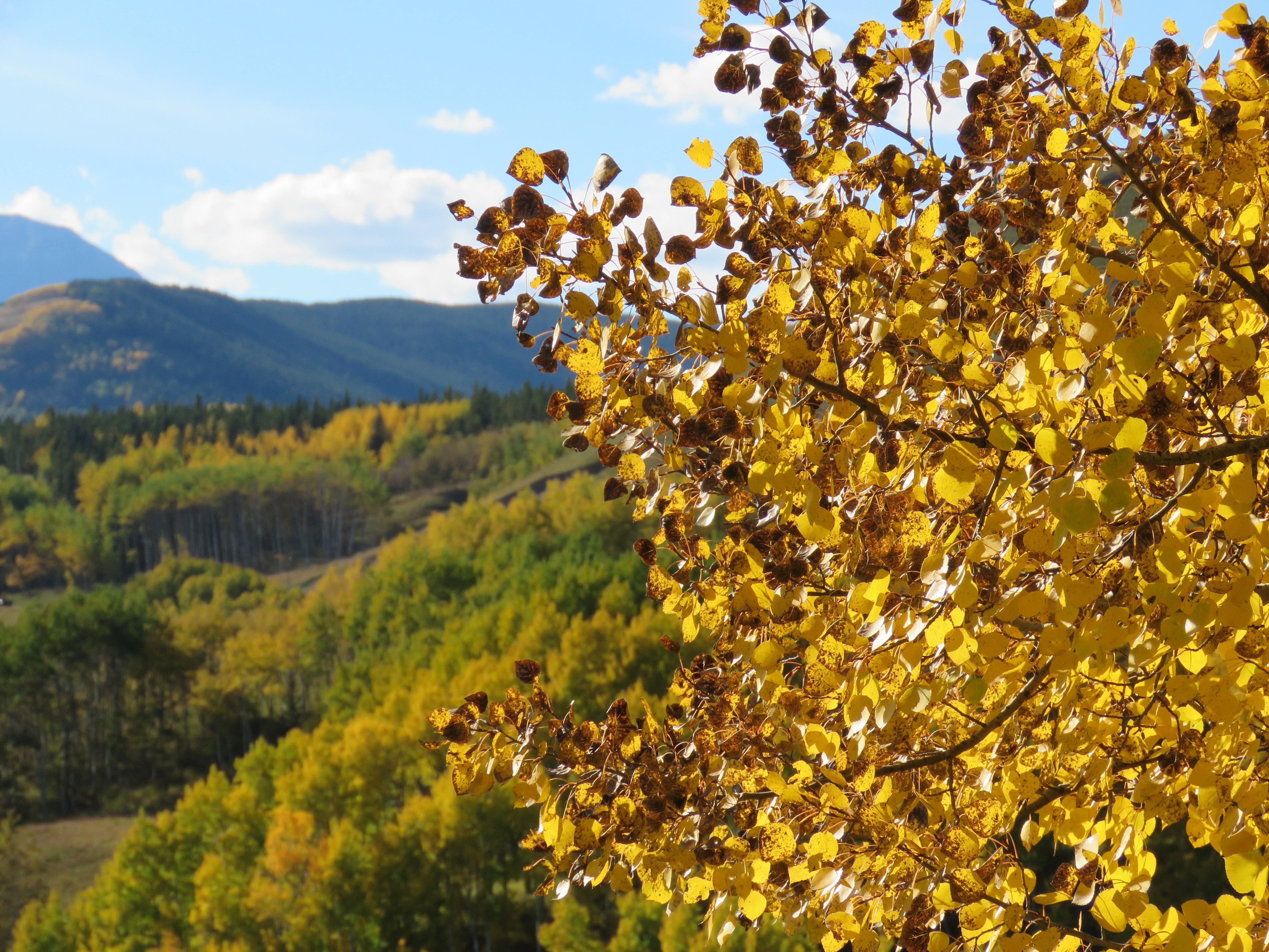 yellow leaves near green mountain