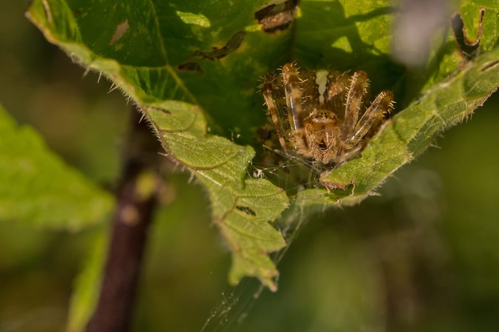 Lurking, Macro, Spider, Lauer Position, leaf, nature preview