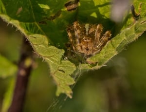Lurking, Macro, Spider, Lauer Position, leaf, nature thumbnail