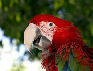 Parrot, South America, Red, Macaw, Bird, one animal, bird thumbnail