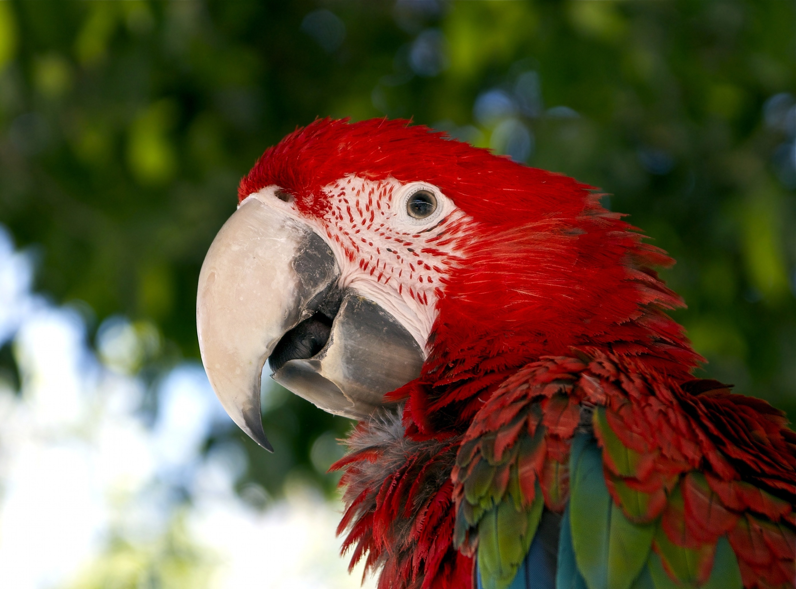 Parrot, South America, Red, Macaw, Bird, one animal, bird