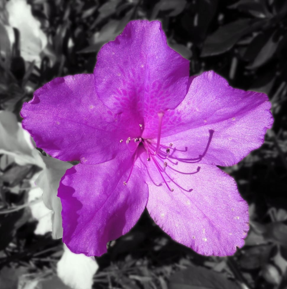purple 5 petal flower preview