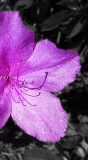 purple 5 petal flower thumbnail