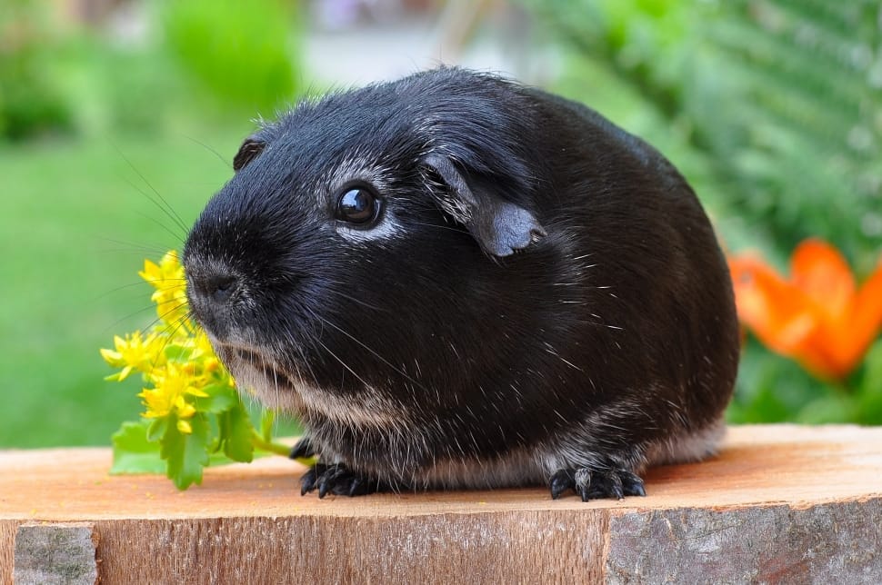 black guinea pig preview