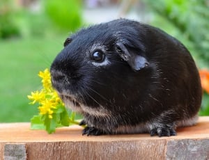 black guinea pig thumbnail
