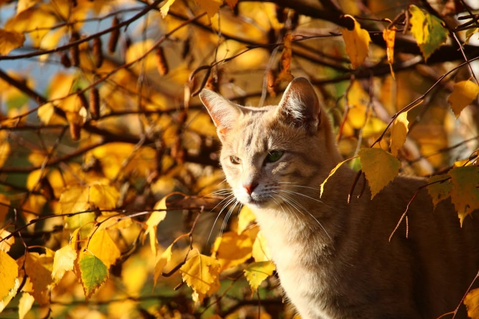 Cat, Fall Foliage, Mieze, Leaves, Autumn, domestic cat, autumn preview