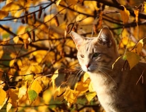 Cat, Fall Foliage, Mieze, Leaves, Autumn, domestic cat, autumn thumbnail