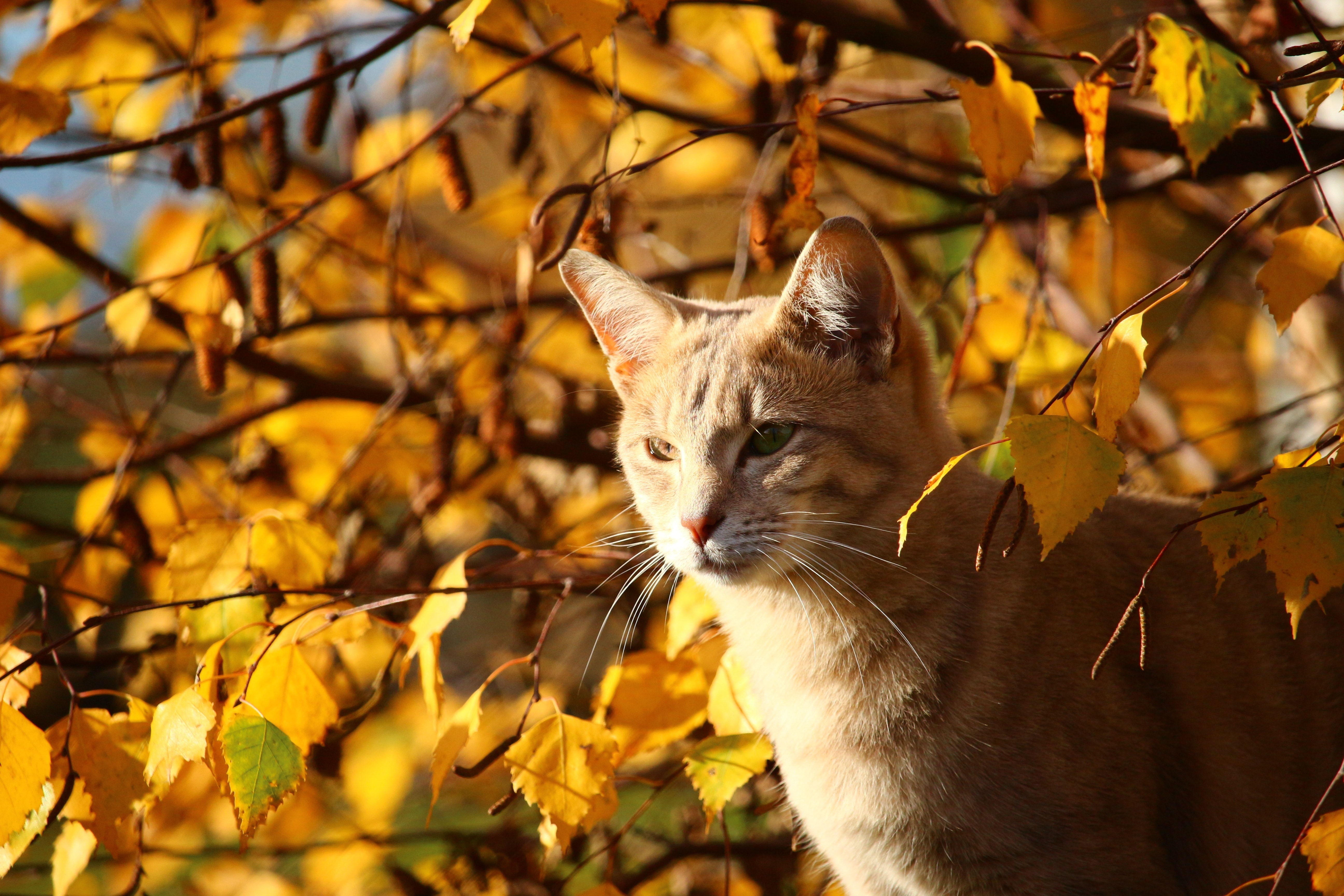 Cat, Fall Foliage, Mieze, Leaves, Autumn, domestic cat, autumn