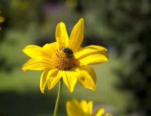 yellow coneflower thumbnail