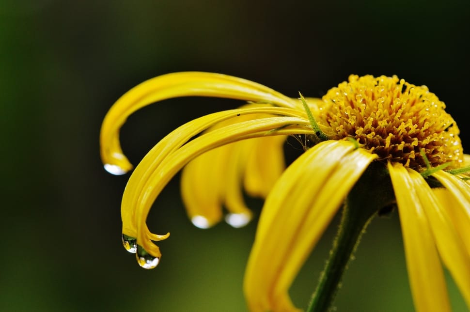 yellow petaled flower preview