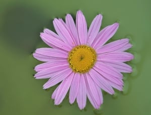 pink long petaled flower thumbnail