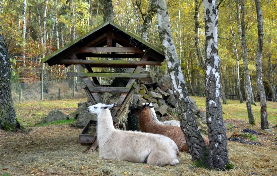 two white and brown llamas in forest preview