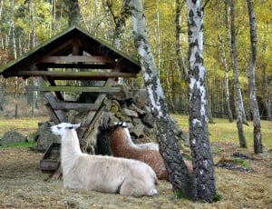 two white and brown llamas in forest thumbnail