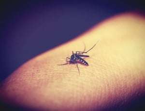 black mosquito thumbnail