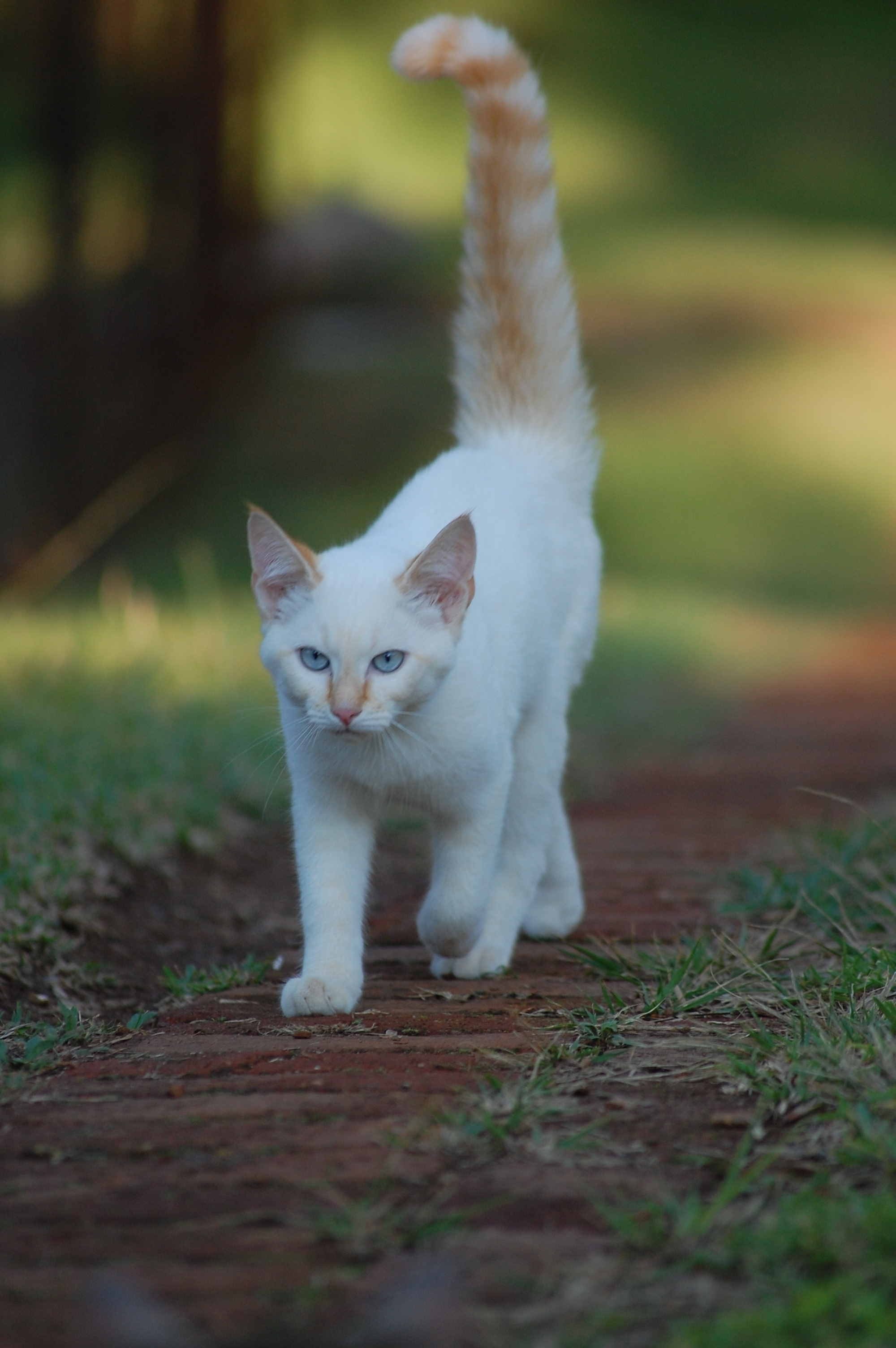 white short fur cat
