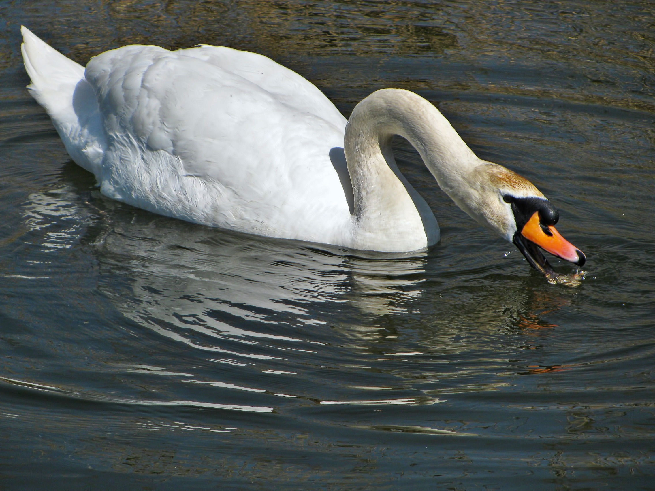 white mute swan