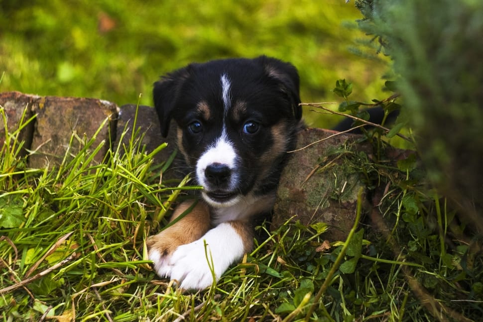 black, tan, and white short coated puppy on green grass preview