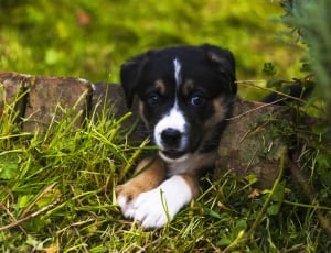 black, tan, and white short coated puppy on green grass thumbnail