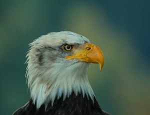white and black eagle thumbnail