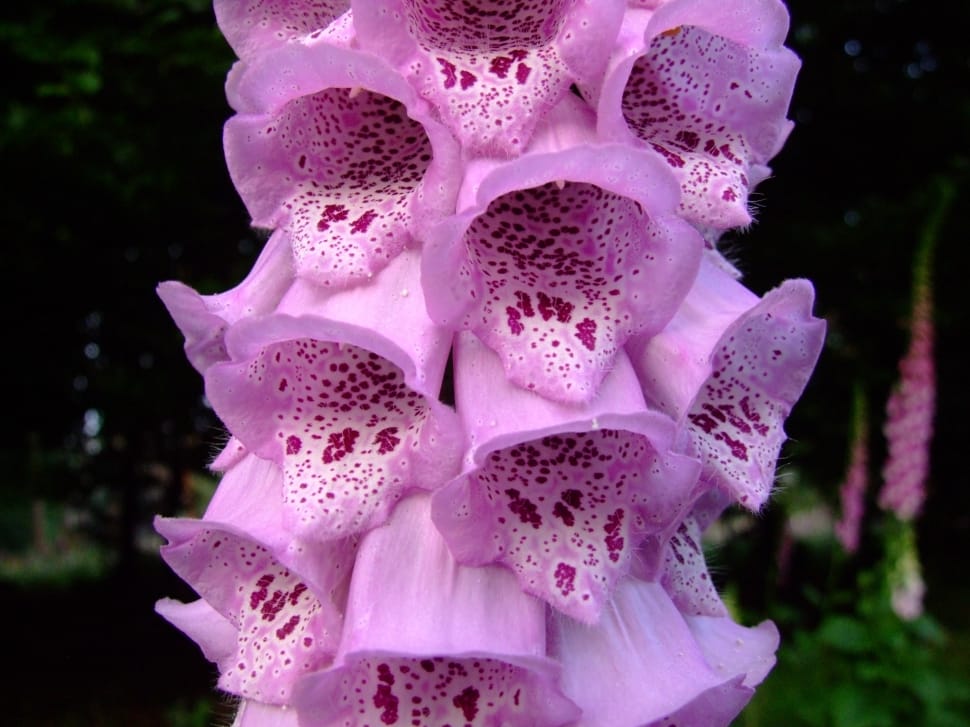 Thimble, Digitalis, Pink, Flower, Macro, pink color, close-up preview