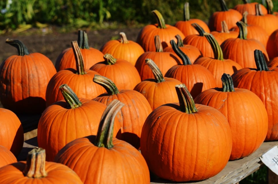 October, Autumn, Halloween, Pumpkin, pumpkin, halloween preview