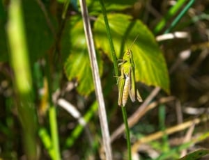 Insect, Grille, Grasshopper, Green, green color, nature thumbnail