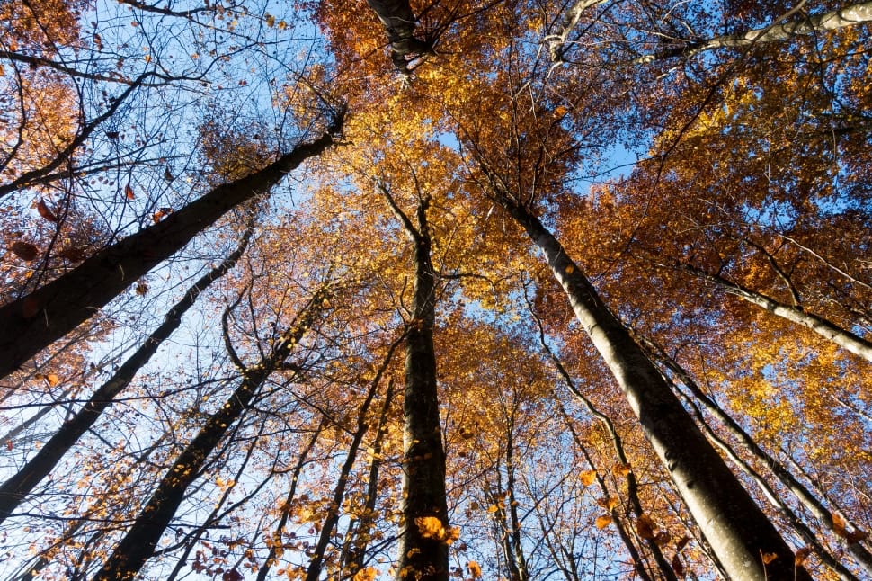 Tree, Forest, Beech, Deciduous Tree, tree, low angle view preview