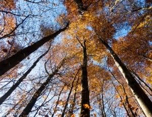Tree, Forest, Beech, Deciduous Tree, tree, low angle view thumbnail