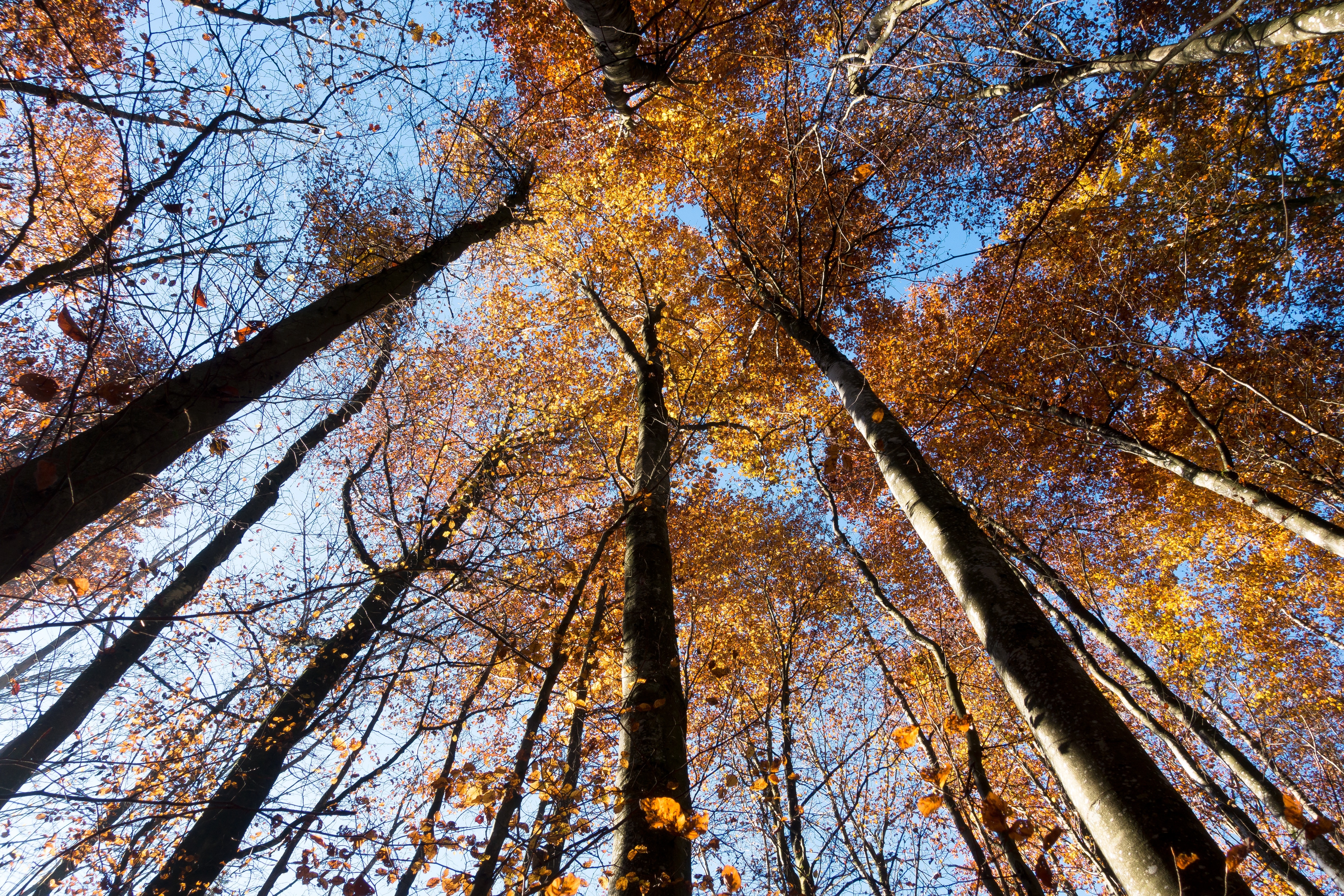 Tree, Forest, Beech, Deciduous Tree, tree, low angle view