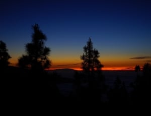 silhouette of pine tree during nightime thumbnail