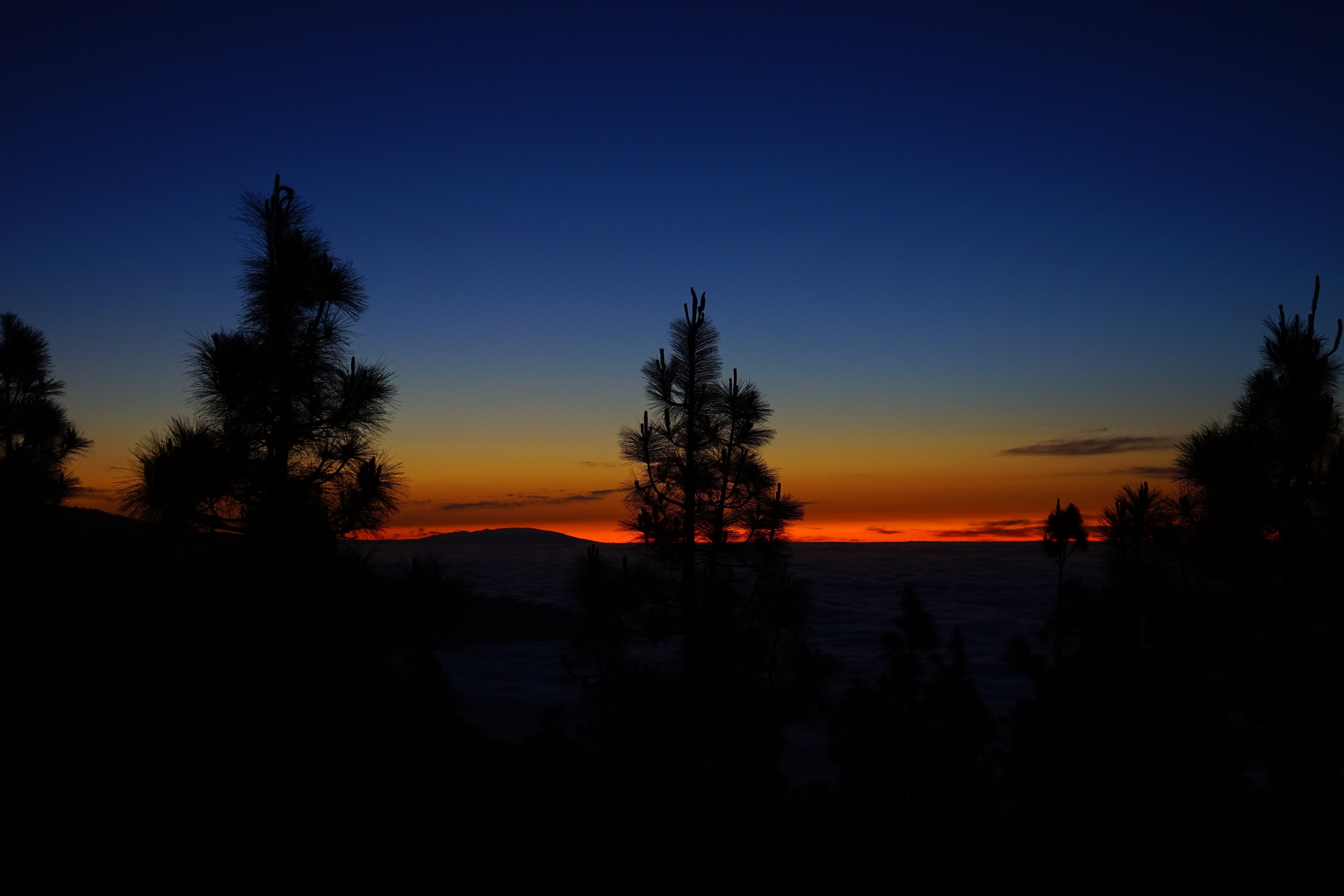 silhouette of pine tree during nightime