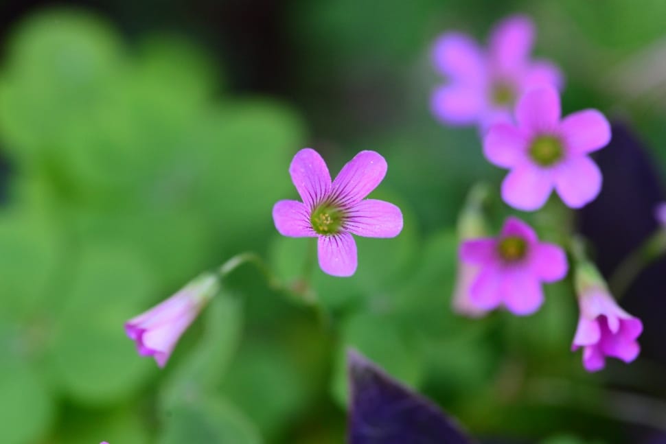 Spring, Bloom, Plant, Flower, Marguerite, flower, purple preview
