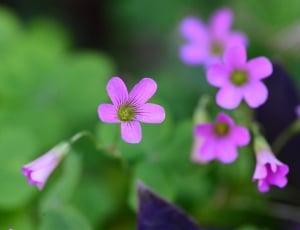 Spring, Bloom, Plant, Flower, Marguerite, flower, purple thumbnail