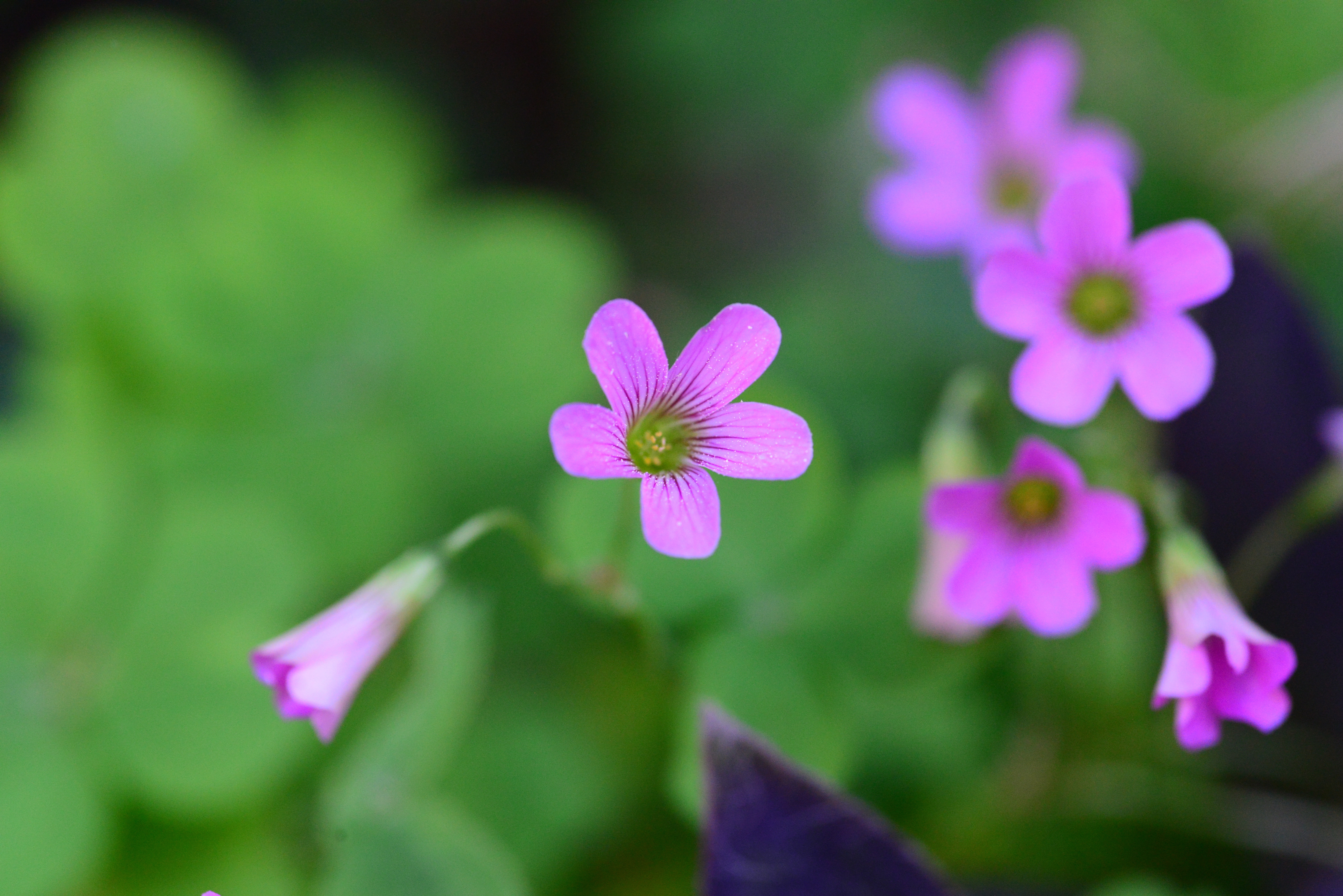 Spring, Bloom, Plant, Flower, Marguerite, flower, purple